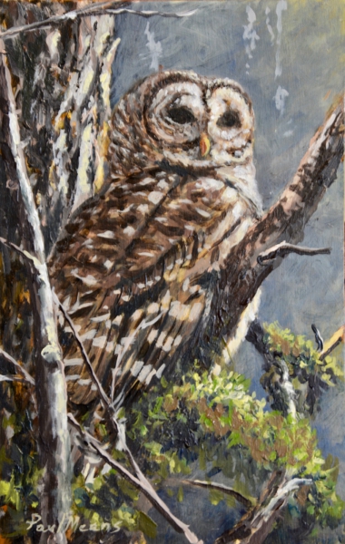 Barred Owl by Paul Means