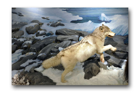 arctic detail by Paul Means