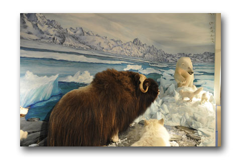 Click here to view arctic by Paul Means