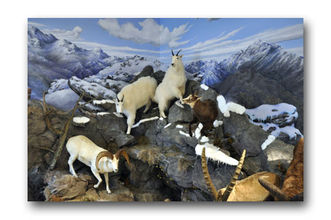 Click here to view Mountain Peaks by Paul Means